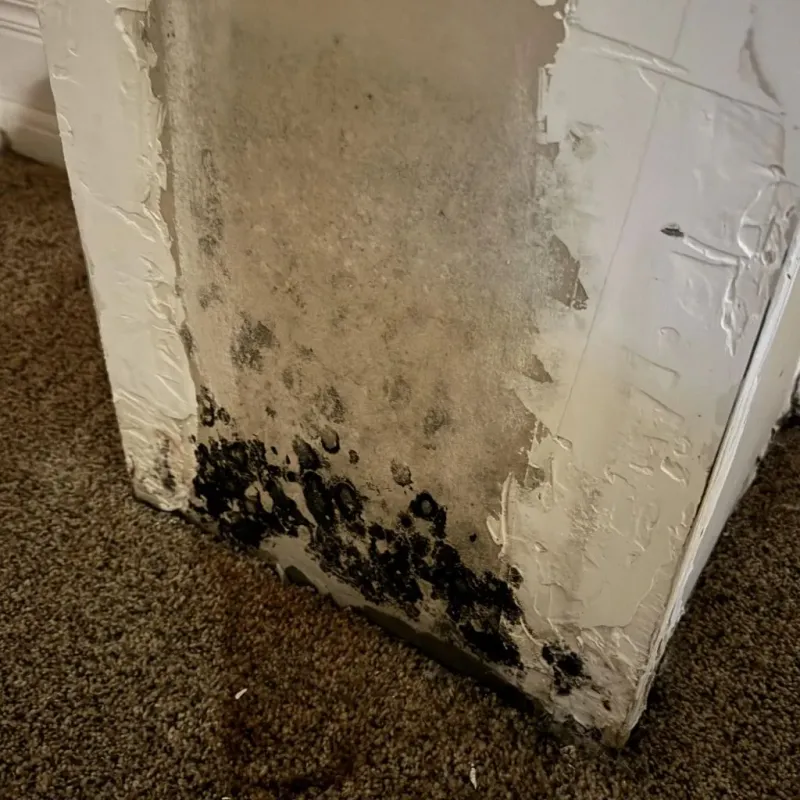 Professional Mold Removal in Bellbrook, OH